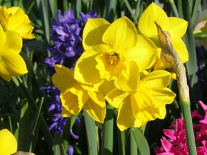 quail jonquil with hyacinths