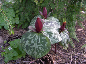 sweet betsy with hemlock