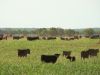 cattle grazing