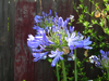 agapanthus flowers