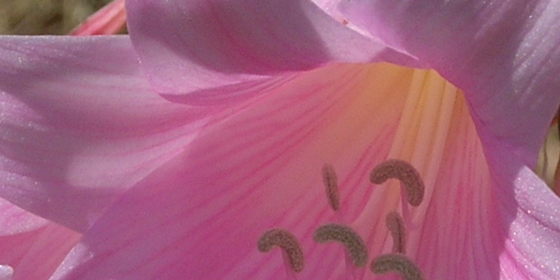 amaryllis flower