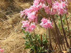 amaryllis stand