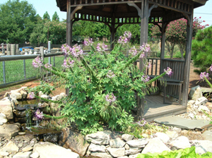 cleome by gazebo