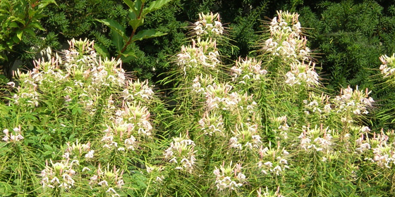 cleome planting