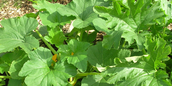 squash plant