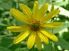 woodland sunflower