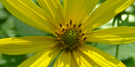 woodlant sunflower