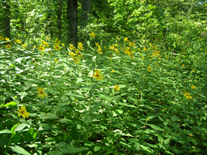 woodland sunflower stand