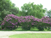 purple crepe myrtles