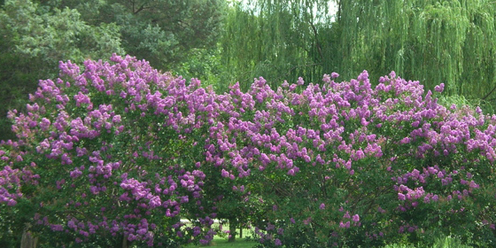 purple crepe myrtles