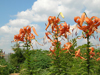 tiger lilies