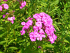 pink phlox