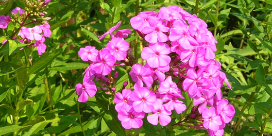 pink phlox