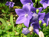 balloon flower