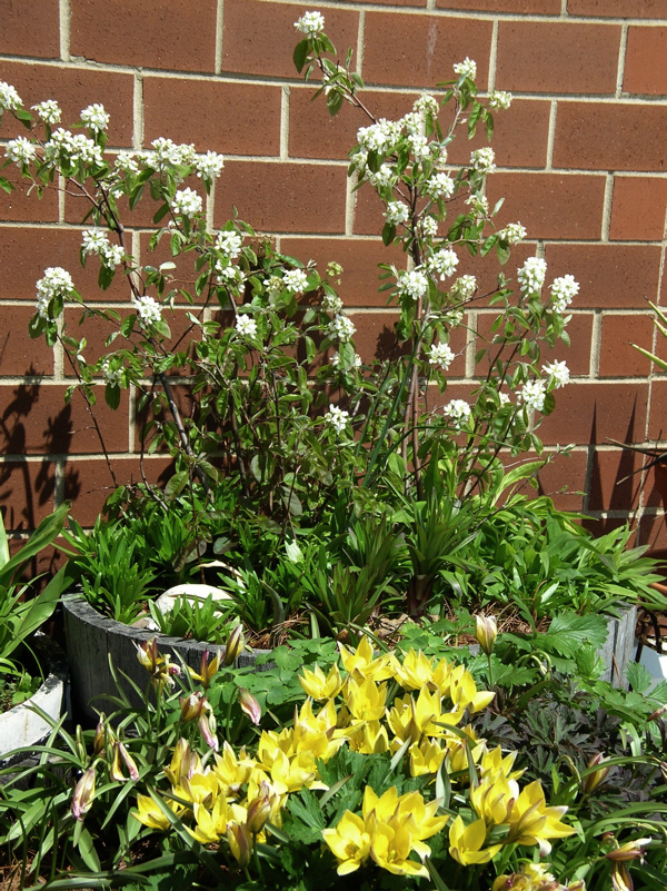 rain lily pot