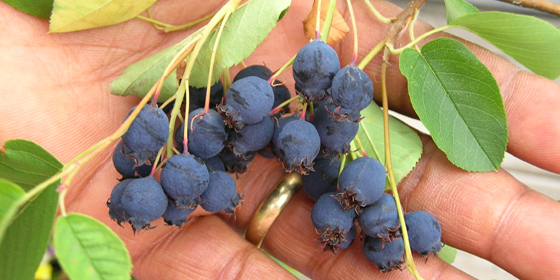 holding ripe Regent serviceberries