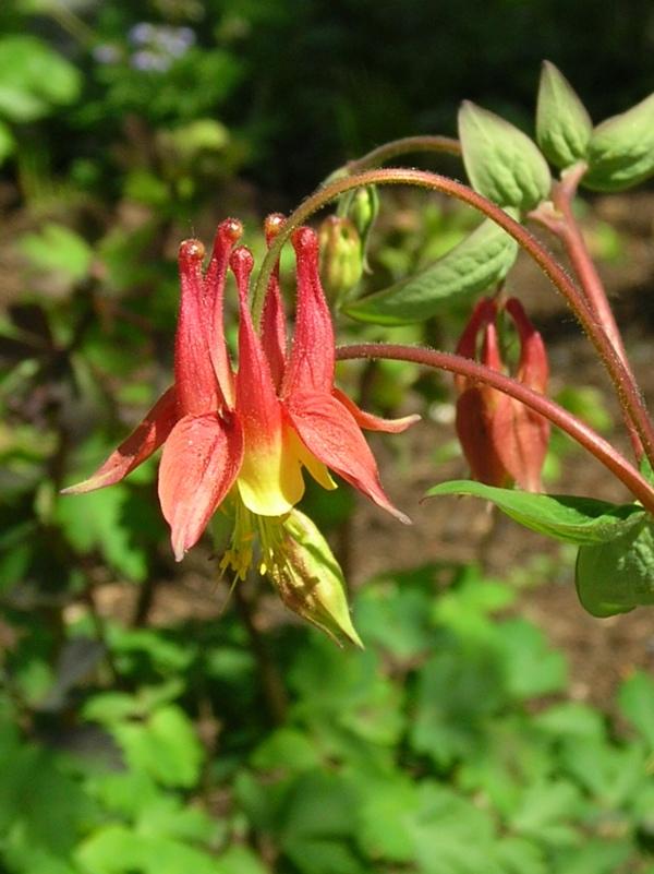 wild columbine