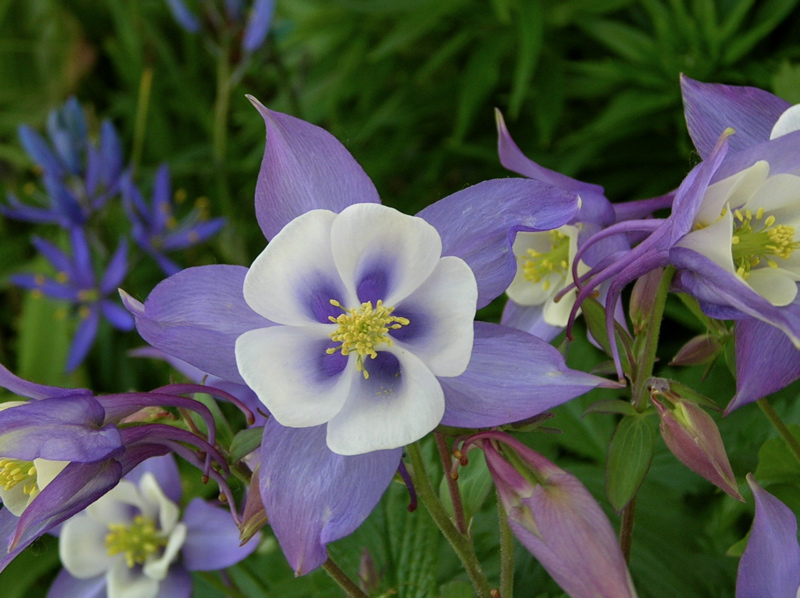 blue and white origami columbine