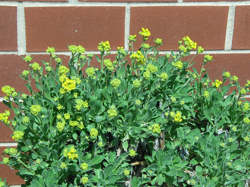 aurinia buds opening