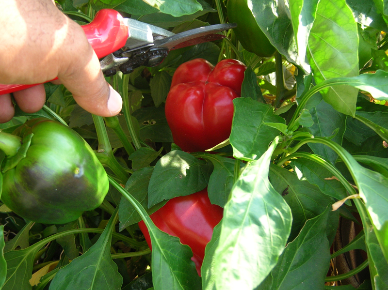 cutting bell peppers