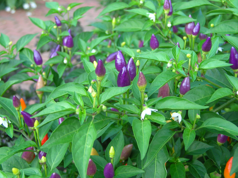 numex twilight peppers