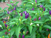 numex twilight pepper