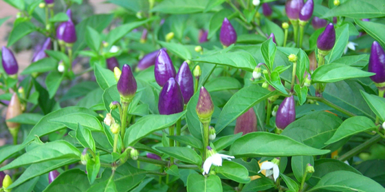 numex twilight peppers