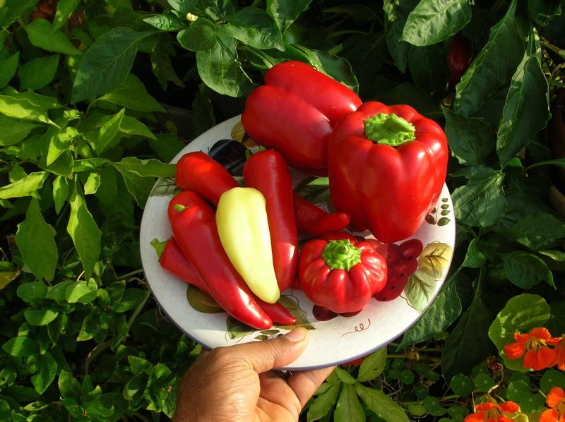 rooftop bell peppers