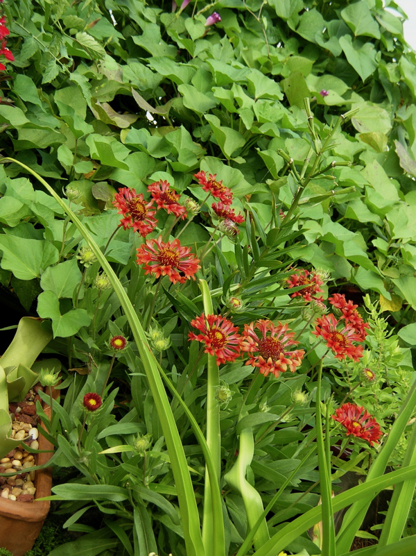 frenzy flowers and tater foliage