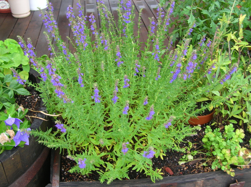 hyssop blooming