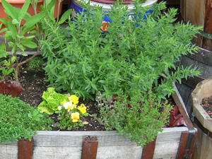 cutting hyssop stems