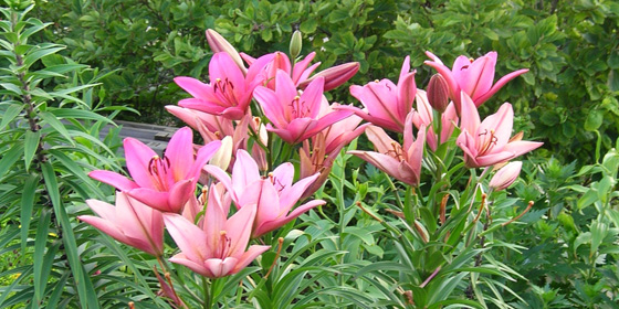 la lily dark pink