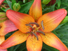 royal sunset lily