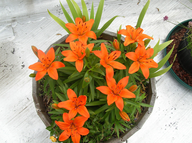 orange pixie container