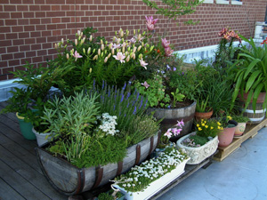 roofdeck lilies june