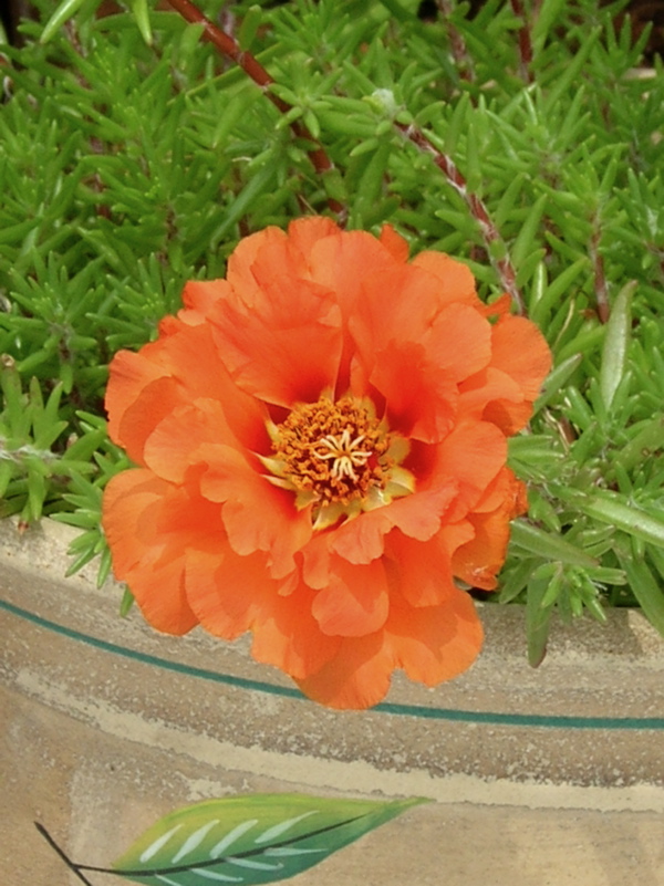 orange moss rose