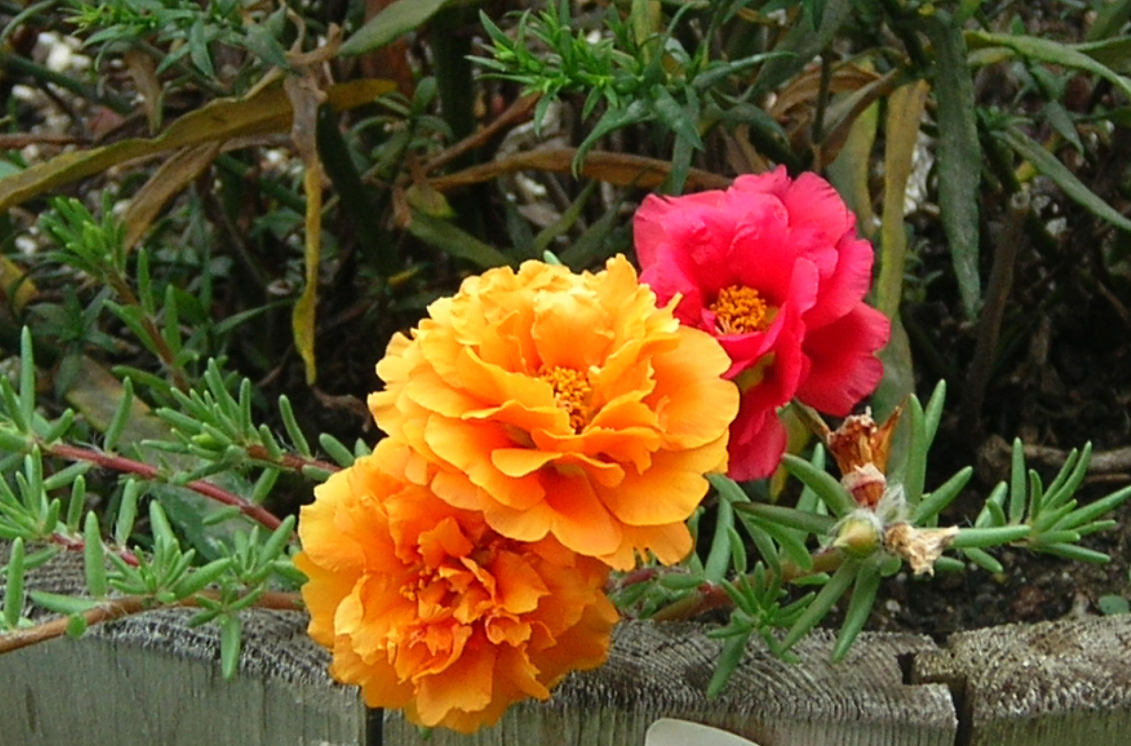 orange moss roses