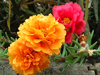 moss rose