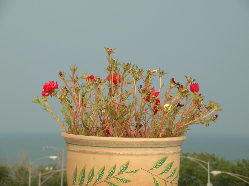 red moss roses