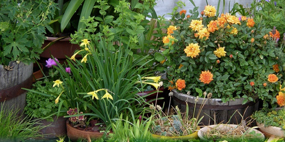 roofdeck late spring