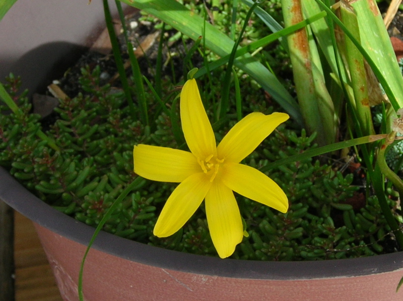 z citrina