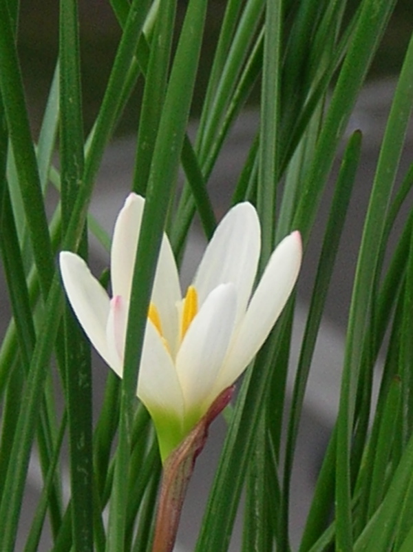 z candida