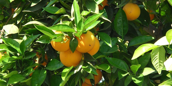 oranges on tree