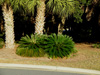 cycas revoluta in roadside park