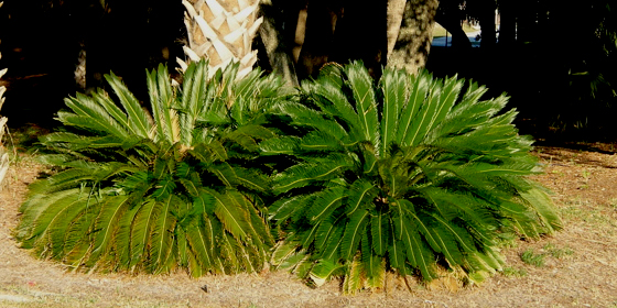 cycad duo roadside