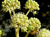 fatsia japonica