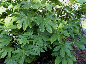 fatsia foliage