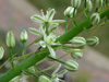 ornithogualum caudatum