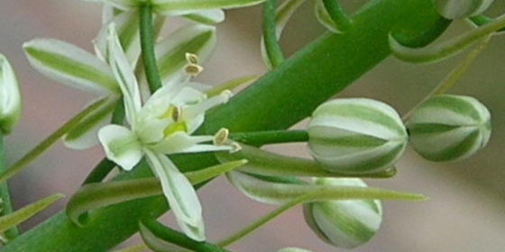 pregnant onion flowers and buds