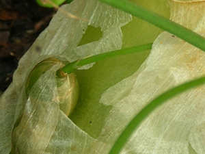 pregnant onion offshoot sprouting